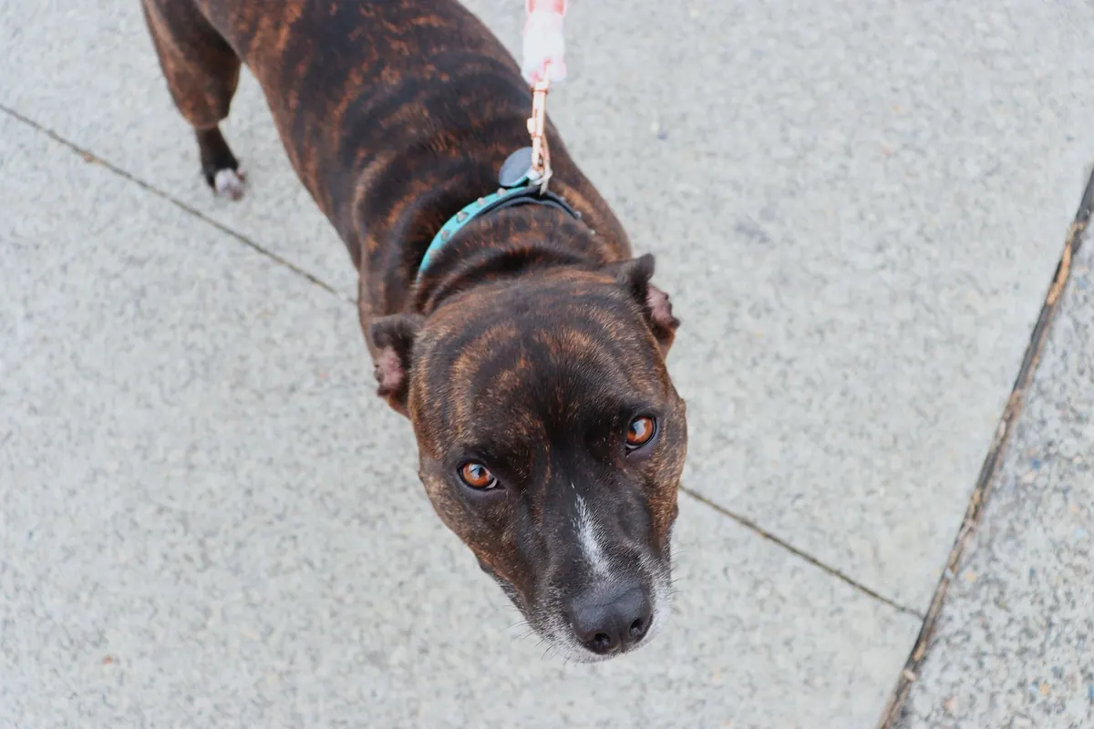 How to Introduce Your Dog to a Pet Cafe: A Step-by-Step Socialization Guide